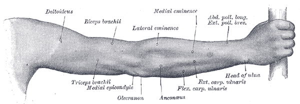humerus bone anatomy. the body of the humerus.
