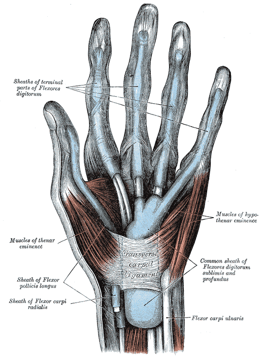 tendons in hand. insertion of the tendon.