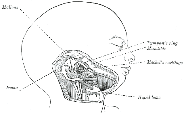 sinuses of head diagram. This sinus is bounded in front
