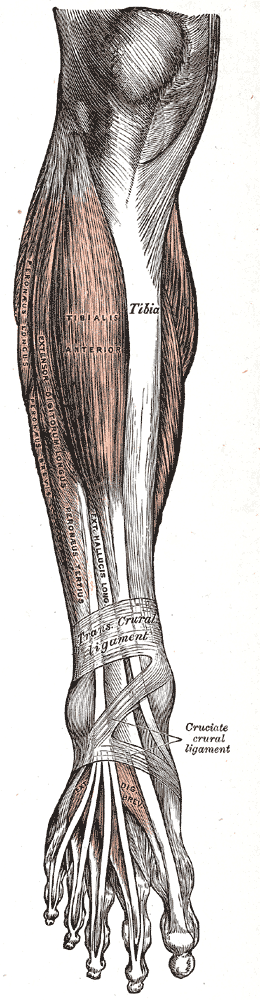 muscles of leg. 437– Muscles