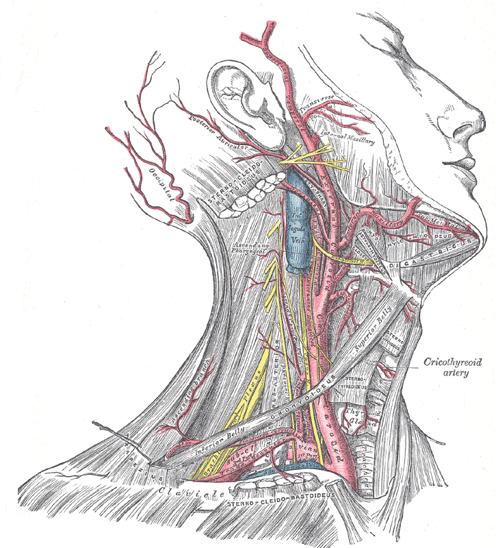 arteries in neck and head. arteries in neck and head.