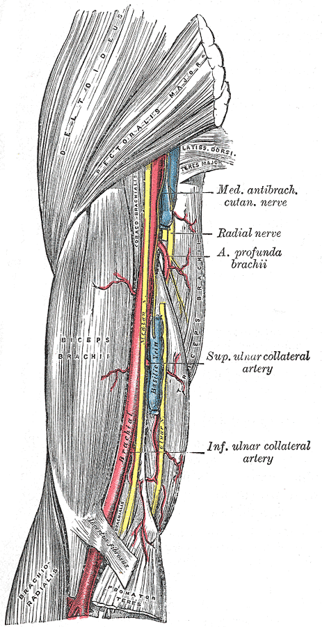 arteries and veins diagram. arteries of the forearm,