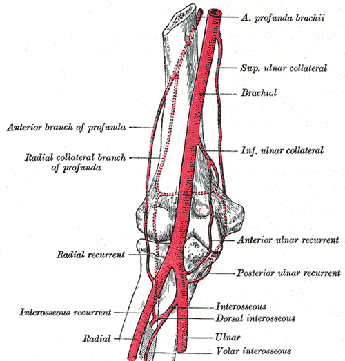 humerus bone anatomy. nutricia humeri) of