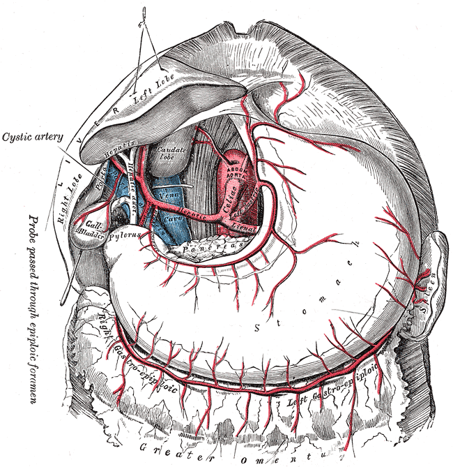 common bile duct anatomy. with the common bile-duct