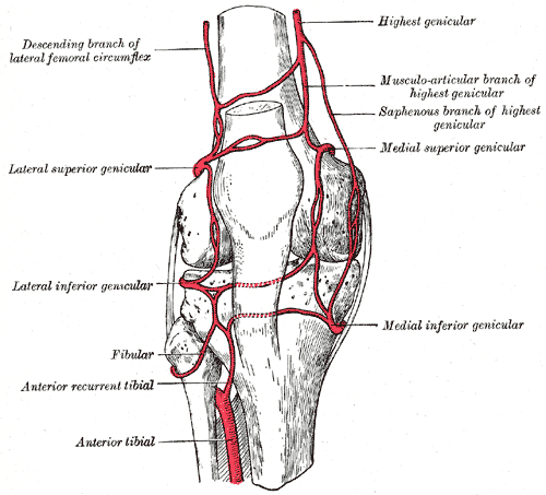 the Knee-joint (Fig.