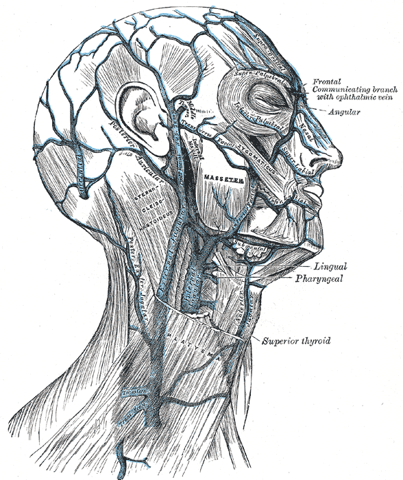 arteries in neck and head. of the head and neck.