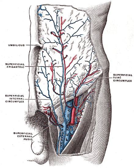Common Femoral Artery Anatomy