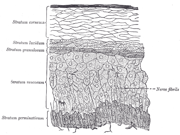 File:Gray941.png