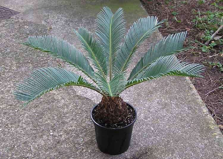 File:Cycas Sago.palm.arp.750pix.jpg