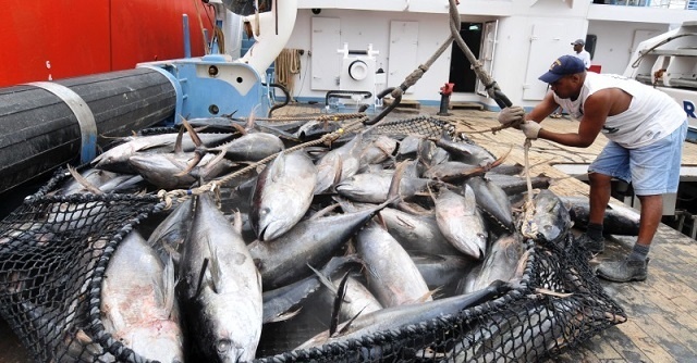 File:Yellow fin tuna caught in Seychelles.jpg