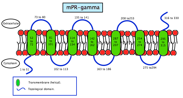 File:Membrane-progesterone-receptor-gamma.png