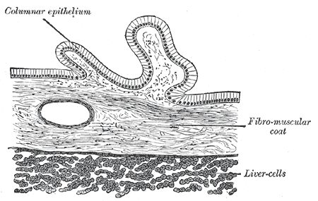 File:Gray1096.png