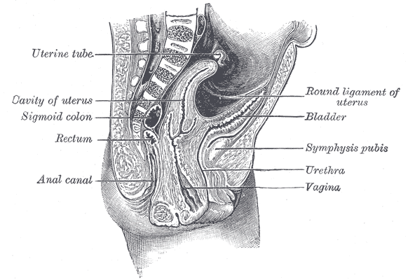 File:Gray1168.png