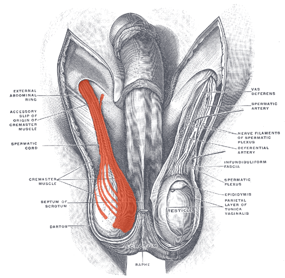 File:Musculus cremaster.png