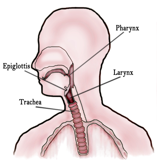 File:Throat Diagram.png