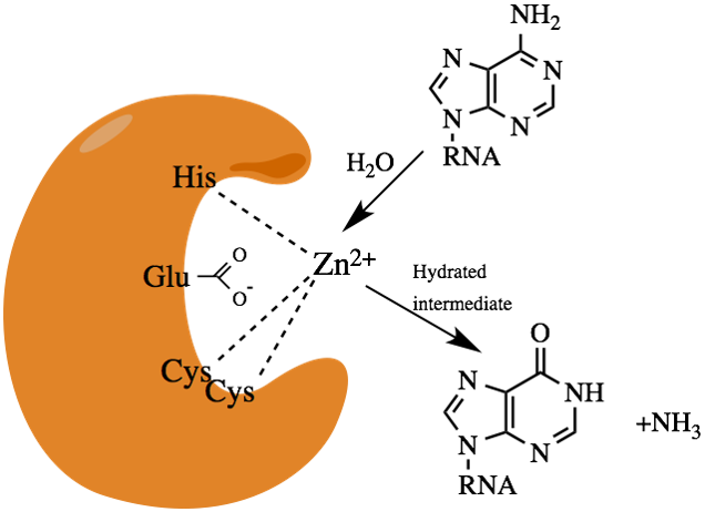 File:ADAR1 active site.png