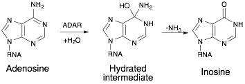 File:ADAR1 mechanism.png