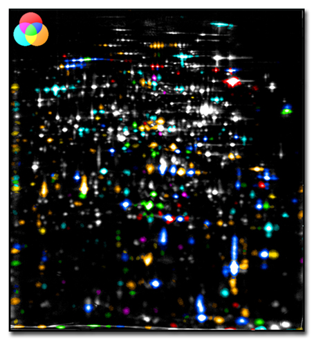 File:2D gel color coding.jpg