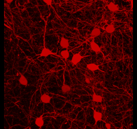 File:3D Projection Gpr101 TomatoMSNsinCP.gif