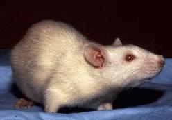 File:Albino Rat.jpg