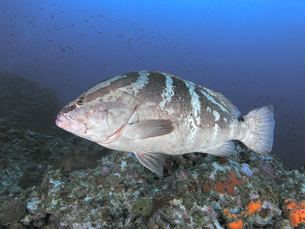 File:3846 aquaimages.jpg