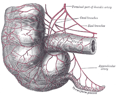 File:Gray1073.png