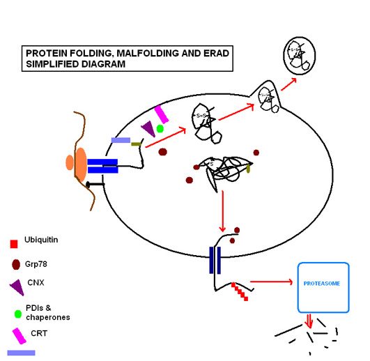 File:PROTEIN FOLDING SIMPLIFIED JPEG small.jpg