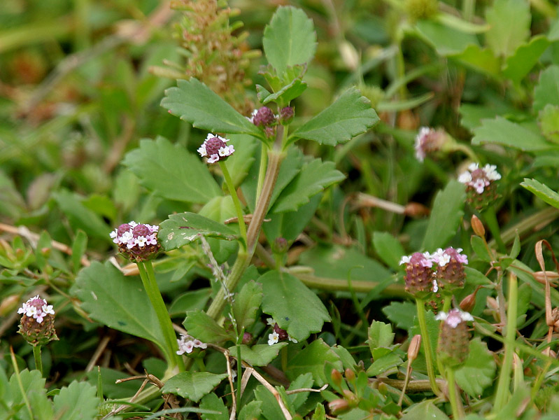 File:Phyla nodiflora (Frog fruit) W IMG 9874.jpg