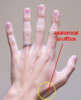 File:Anatomical-snuff-box.jpg