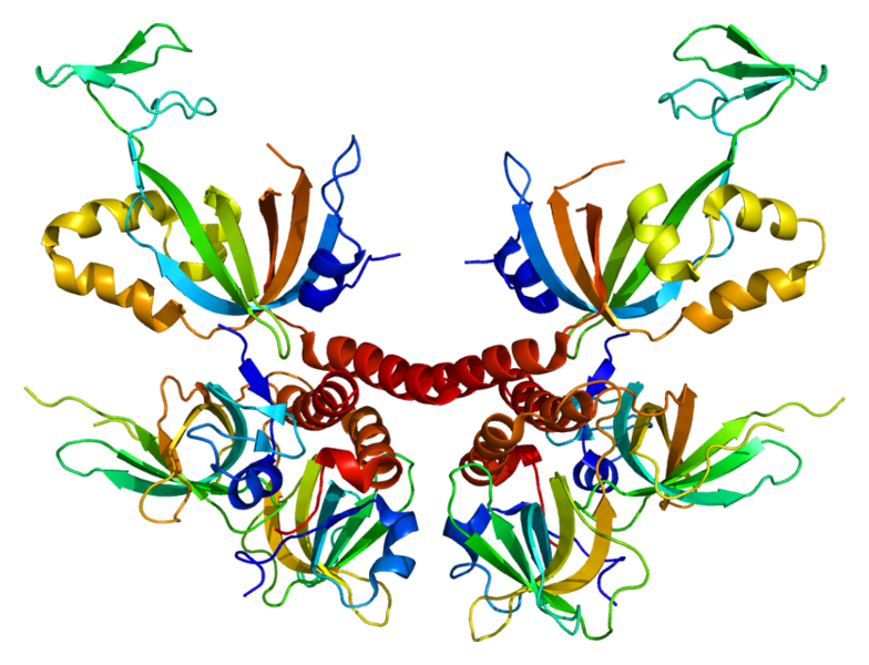 File:1L1O Replication protein A.png