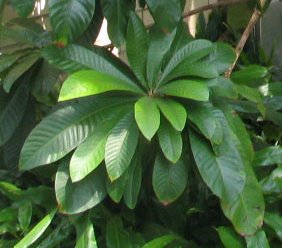 File:Pouteria sapota - marmalade tree - desc-leaf cluster - from-DC1.jpg