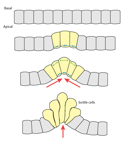 File:Apicalconstriction fig1.jpg