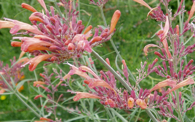 File:Agastache rupestris2 lg.jpg