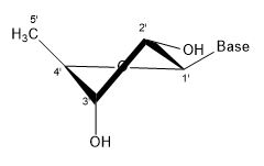 File:2' endo 3' exo.jpg
