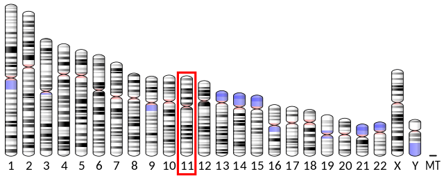 File:HumanChromosome11.png