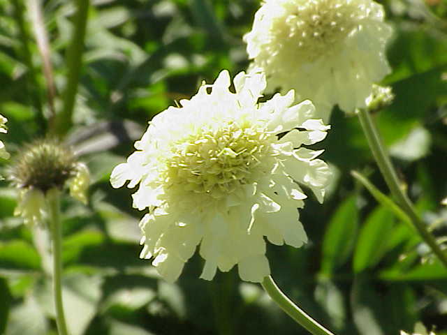 File:Scabiosa ochroleuca 0.jpg