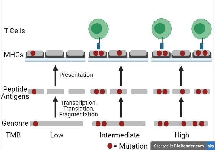 File:TMB-Antigen Association.jpg