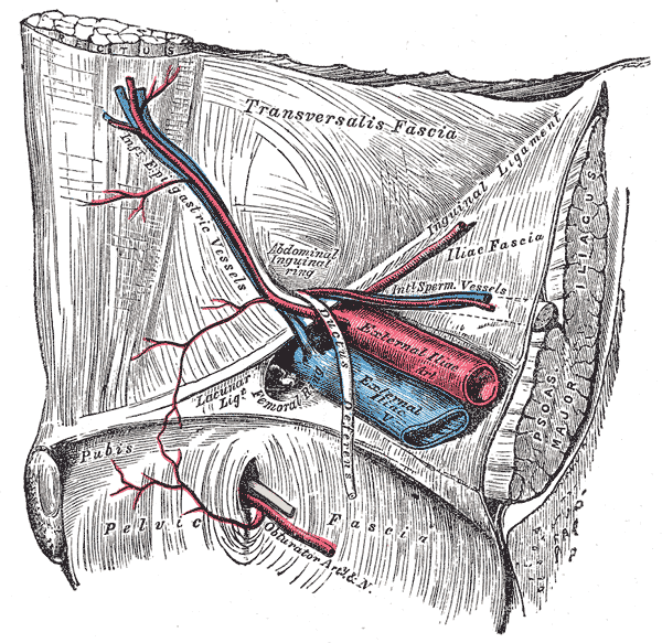 File:Gray547.gif