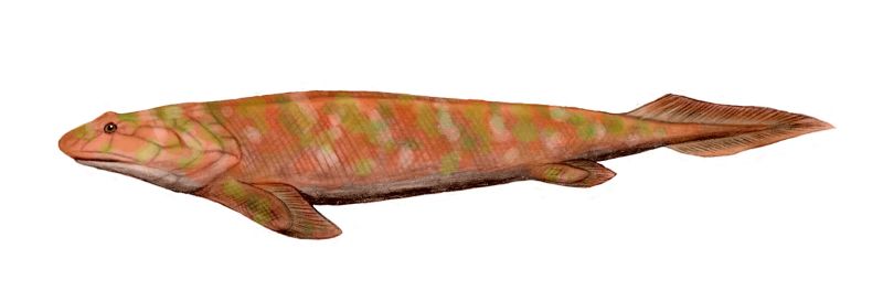 File:Panderichthys BW.jpg