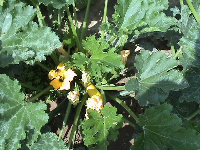 File:Zucchini.jpg