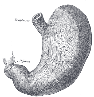 File:Gray1052.png