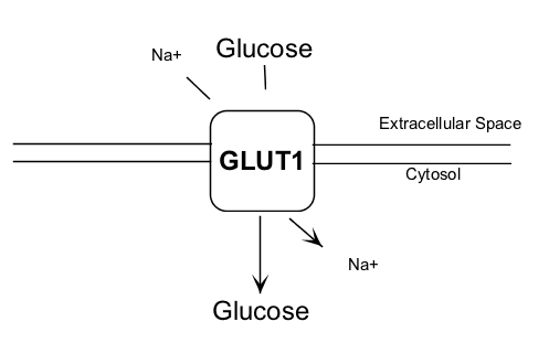 File:GLUT1 Tranporter.png