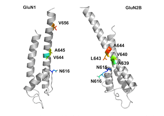 File:NR1-NR2B subunit.png