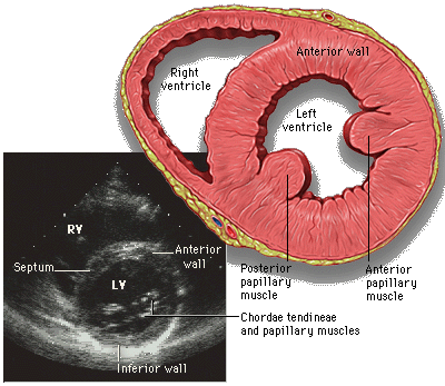 File:LeftVentricleShortAxis.gif