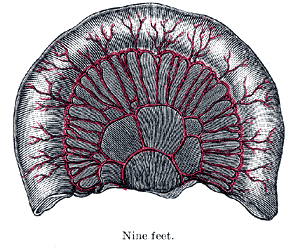 File:Gray1067.png
