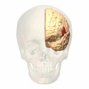 File:Broca's area animation.gif