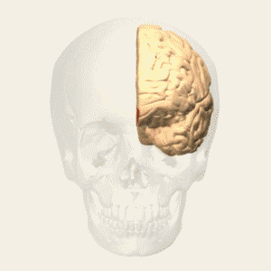 File:Brodmann area 12 animation small.gif
