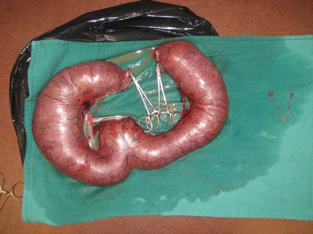 File:Pyometra.jpg
