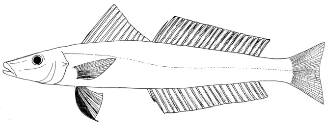 File:Sillago chondropus.jpg