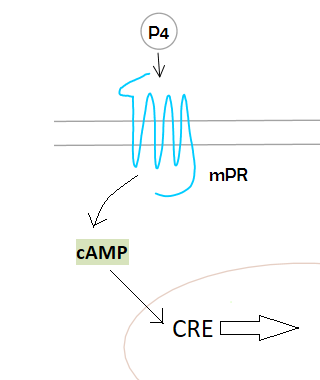 File:Mpr pathway example.png